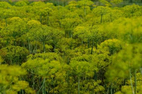 Fennel Stock Photos