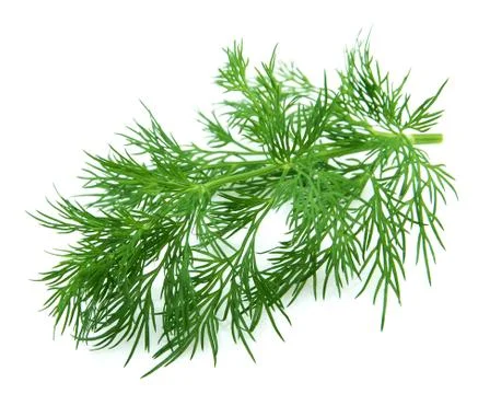 Fennel Stock Photos