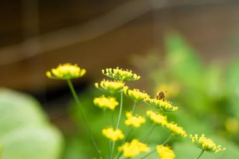 Fennel 스톡 사진