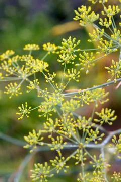 Fennel Stock Photos