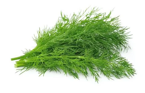 Fennel Stock Photos