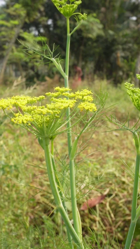 Fennel Plant Stockbeeldmateriaal 333908338