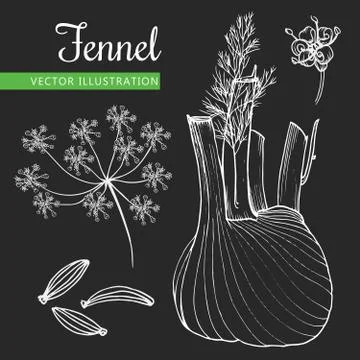 Fennel root and seeds Stock Illustration