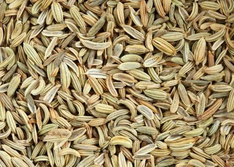 Fennel seed macro Photos