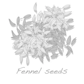 Fennel seeds on white background Stock Illustration