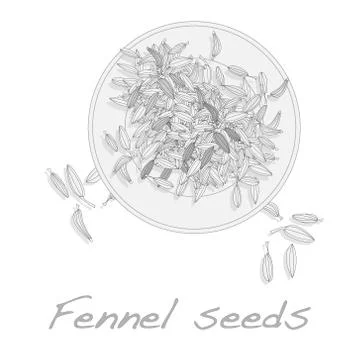 Fennel seeds on white background Stock Illustration