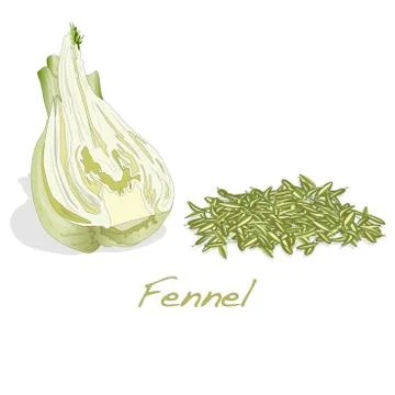 Fennel seeds on white background Stock Illustration