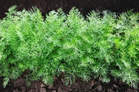 Fennel on soil Stock Photos