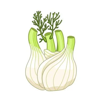 Fennel vector colored botanical illustration Stock Illustration