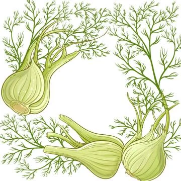 Fennel vector  frame Stock Illustration