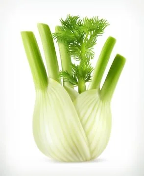 Fennel, vector object Stock Illustration