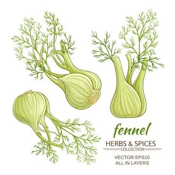 Fennel vector set Stock Illustration