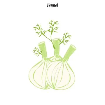 Fennel vegetable illustration Stock Illustration