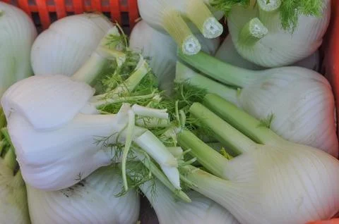 Fennel vegetable Stock Photos
