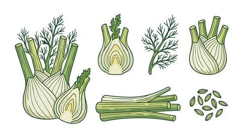 Fennel Vegetable Vector Set with Bulb, Stems, Leaves, and Seeds Stock Illustration