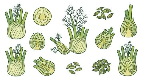 Fennel Vegetable Vector Set with Whole Bulb Slices Leaves and Seeds Stock Illustration