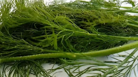 Fennel wet on white background drops splashing Stock Footage 88352553