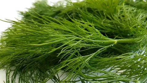 Fennel wet on white background pouring water splashes Video stock 88352602