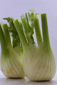 Fennel on a white background . Stock Photos