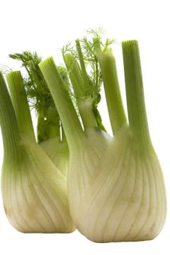Fennel on a white background . Stock Photos