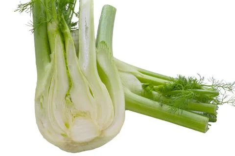 Fennel on a white background . Stock Photos