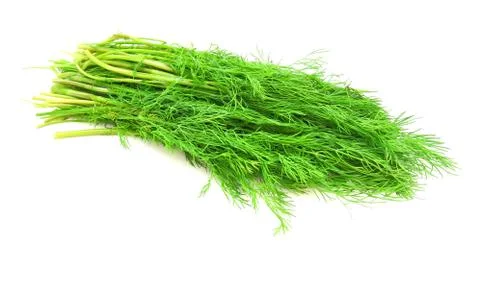 Fennel on a white background 스톡 사진
