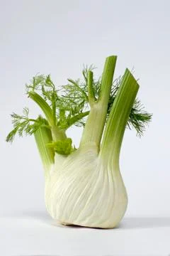 Fennel on white ground Stock Photos