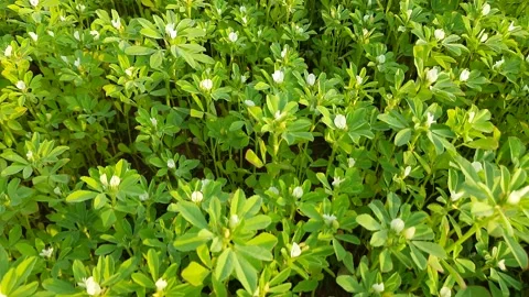 Fenugreek flower. Stock Footage 168459506