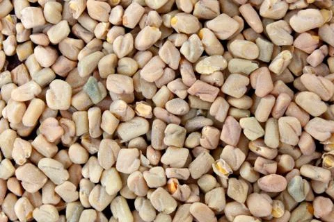 Fenugreek Stock Photos