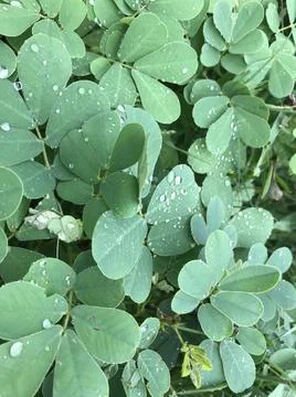 The fenugreek Stock Photos