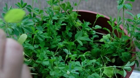 Fenugreek plucking Stock Footage 147874731
