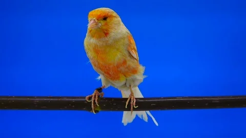 Feo canary isolated on a blue screen, studio shot Stock Footage 80768937