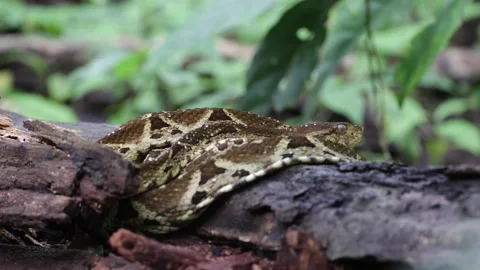 Fer-de-lance lay on tree root in rainforest undergrowth Stock Footage 158937246