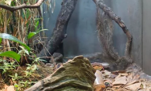 Fer-de-Lance Stock Photos