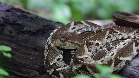 Fer-de-lance rest on tree root in rainforest undergrowth Stock Footage 158937257