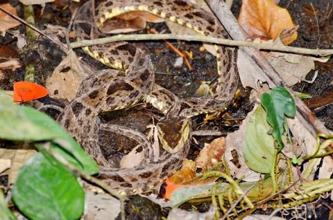Fer-de-lance snake in the wild Stock Photos