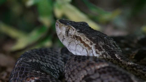 Fer de Lance Viper (Bothrops Atrox) from South America Stock Footage 88014707