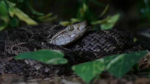 Fer de Lance Viper Bothrops Atrox 04 Stock Footage 88014988