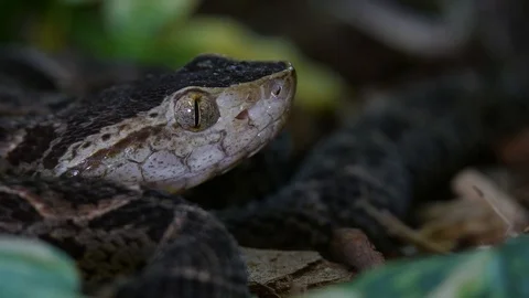 Fer de Lance Viper Bothrops Atrox Snake Head 03 Stock Footage 88015316