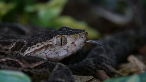 Fer de Lance Viper Bothrops Atrox Snake Head 02 Stock Footage 88015608
