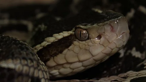 Fer de Lance Viper (Bothrops Asper) Snake Head Stock Footage 88016639