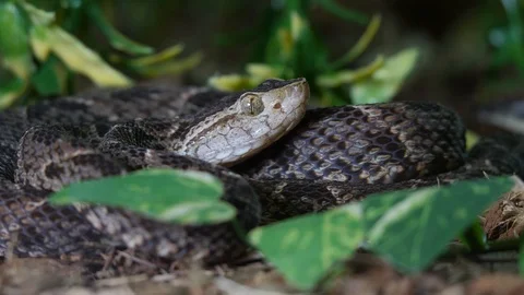 Fer de Lance Viper Smake Bothrops Atrox 05 Stock Footage 88015606