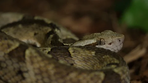 Fer de Lance Viper Snake Head Bothrops Asper 02 Stock Footage 88015798
