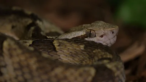 Fer de Lance Viper Snake Head Bothrops Asper 03 Stock Footage 88015840