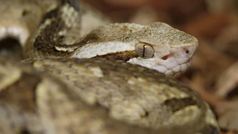 Fer de Lance Viper Snake Head Bothrops Asper 05 Stock Footage 88016025