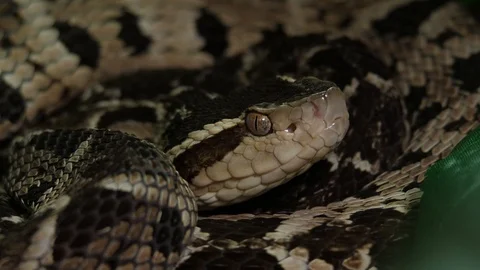 Fer de Lance Viper Snake Head Bothrops Asper 06 1 Stock Footage 88016255