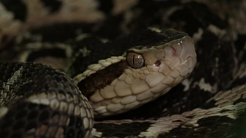 Fer de Lance Viper Snake Head Bothrops Asper 07 Stock Footage 88016803