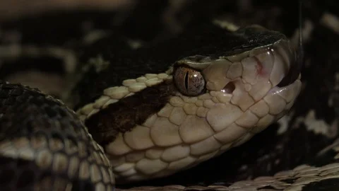 Fer de Lance Viper Snake Head Bothrops Asper Stock Footage 88016962