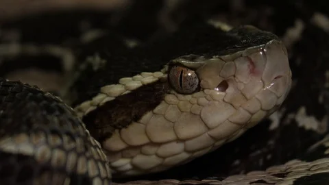 Fer de Lance Viper Snake Head Bothrops Asper 09 Stock Footage 88017267