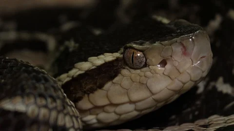 Fer de Lance Viper Snake Head Bothrops Asper 10 Stock Footage 88017304